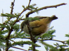 Anthoscopus caroli hellmayri