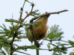 Anthoscopus caroli hellmayri