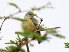 Anthoscopus caroli hellmayri