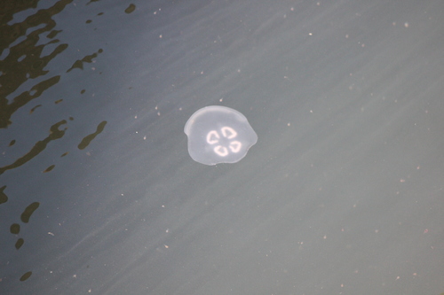 photo of Greater Moon Jelly (Aurelia labiata)