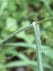 Bromus ramosus