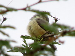 Anthoscopus caroli hellmayri