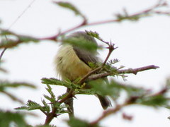 Anthoscopus caroli hellmayri