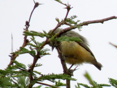 Anthoscopus caroli hellmayri