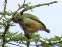 Anthoscopus caroli hellmayri