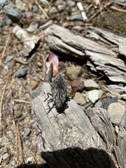 Chalcophora virginiensis