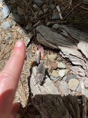 Chalcophora virginiensis