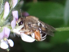 Eucera gracilipes