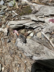 Chalcophora virginiensis