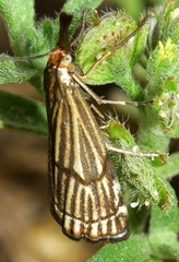 Chrysocrambus dentuellus