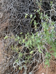 Brickellia atractyloides