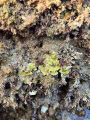 Mesophyllum lichenoides