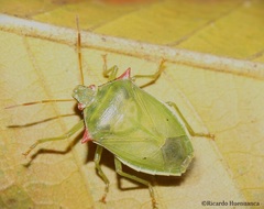 Brontocoris nigrolimbatus