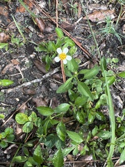 Bidens alba