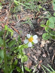Bidens alba
