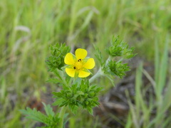 Potentilla intermedia