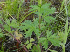 Potentilla intermedia