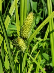 Carex typhina