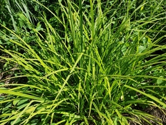 Carex typhina