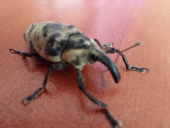 Ileomus distinguendus