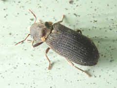 Hadrobregmus pertinax