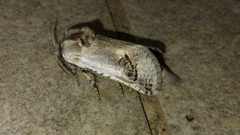Parahypopta caestrum