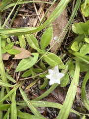Richardia grandiflora
