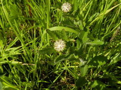 Leucanthemum vulgare