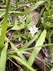 Richardia grandiflora