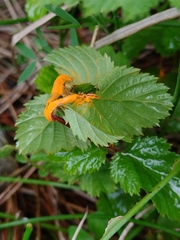 Triphragmium ulmariae