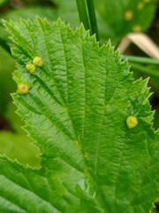 Dasineura ulmaria