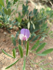 Lathyrus eucosmus