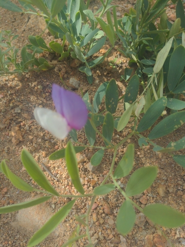 Image of Lathyrus eucosmus by no rights reserved