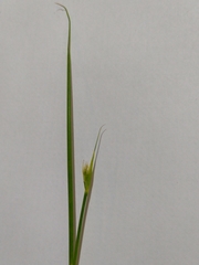 Juncus subnodulosus