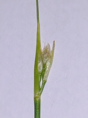 Juncus subnodulosus