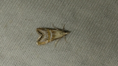 Euchromius anapiellus