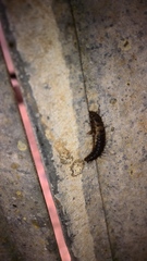 Dermestes