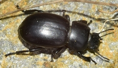 Heliopathes montivagus