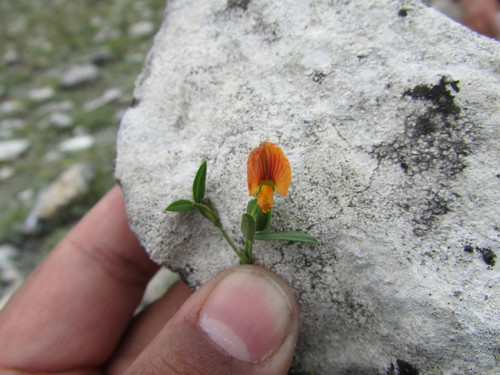 Image of Zornia reticulata by (c) Carlos Martorell, some rights reserved (CC BY)
