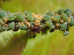 Aphis farinosa