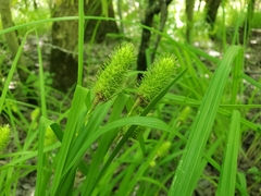Carex typhina