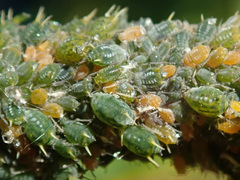 Aphis farinosa