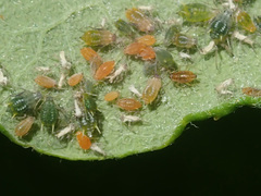 Aphis farinosa