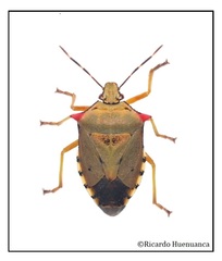 Brontocoris nigrolimbatus