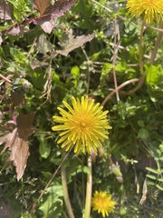 Taraxacum officinale