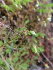 Saxifraga hypnoides