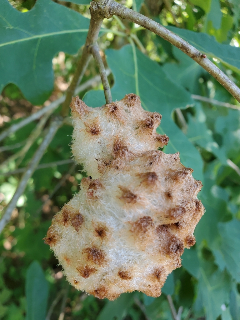 Wool Sower Gall Wasp from Federalsburg, MD 21632, USA on June 06, 2022 ...