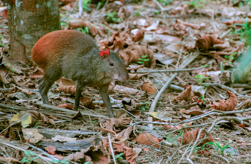 Red-rumped Agouti