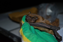 Nyctalus lasiopterus
