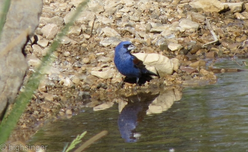 Blue Grosbeak